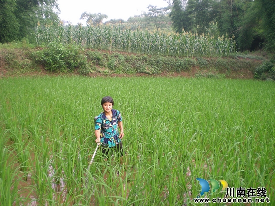 方洞镇:稻飞虱防治不留死角(图1) 方洞镇:稻飞虱防治不留死角(图1)