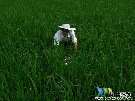 牛滩镇:抓紧防控 稻飞虱虫害得到有效遏制(图4) 牛滩镇:抓紧防控 稻飞虱虫害得到有效遏制(图4)