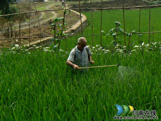 牛滩镇:抓紧防控 稻飞虱虫害得到有效遏制(图2) 牛滩镇:抓紧防控 稻飞虱虫害得到有效遏制(图2)