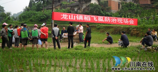 龙山镇:召开稻飞虱防控现场工作会(图2) 龙山镇:召开稻飞虱防控现场工作会(图2)