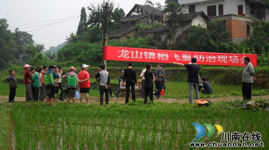 龙山镇:召开稻飞虱防控现场工作会(图1) 龙山镇:召开稻飞虱防控现场工作会(图1)