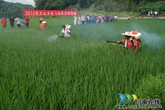 大石乡:气象导航 稻飞虱防控战役全面打响(图2) 大石乡:气象导航 稻飞虱防控战役全面打响(图2)