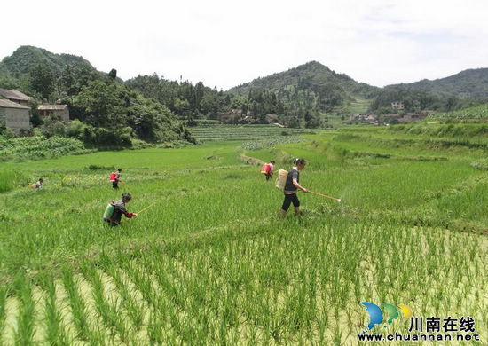 摩尼镇：干群齐动手&nbsp;掀起稻飞虱防治热潮(图3)