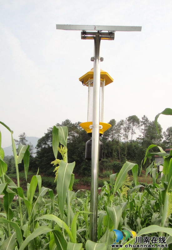 五通镇：请来“保镖”安家万亩高粱基地(图1)