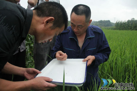 龙车镇：强力防治&nbsp;打响虫口夺粮“攻坚战”(图1)