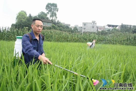 龙车镇：强力防治&nbsp;打响虫口夺粮“攻坚战”(图3)