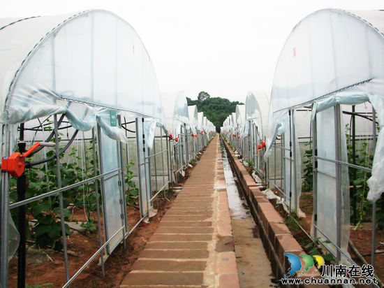 泸州水尾镇：建好新村菜篮子&nbsp;改善民生保供给(图3)