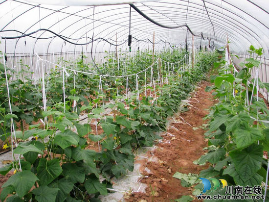 泸州水尾镇：建好新村菜篮子&nbsp;改善民生保供给(图2)