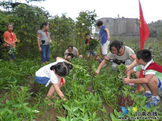 泸州纳溪逸夫实验小学:"红领巾"卖菜让暑假更有意义(图1) 泸州纳溪逸夫实验小学:"红领巾"卖菜让暑假更有意义(图1)