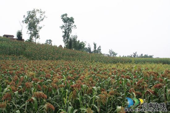 海潮镇：2124亩有机高粱长势好&nbsp;丰收在望(图3)