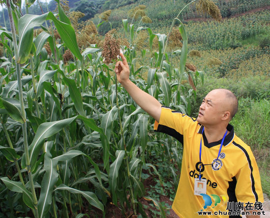 海潮镇：2124亩有机高粱长势好&nbsp;丰收在望(图1)
