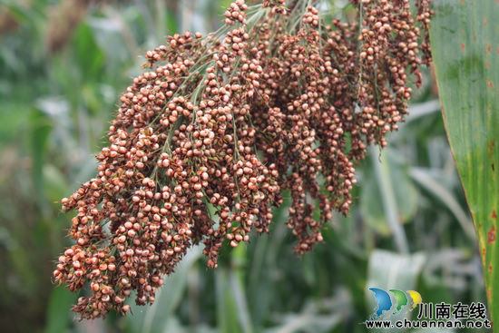 海潮镇：2124亩有机高粱长势好&nbsp;丰收在望(图2)