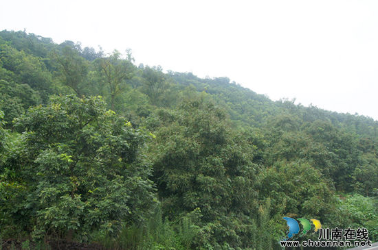 太伏镇：龙眼丰收在望&nbsp;果农喜笑颜开(图1)