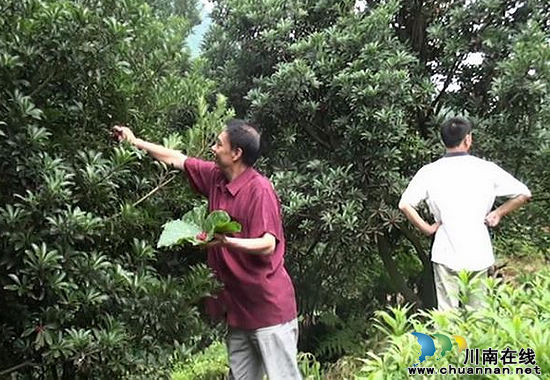 水口镇：拟五年内打造出万亩杨梅基地