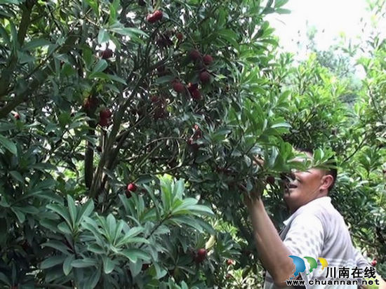 水口镇：拟五年内打造出万亩杨梅基地(图1)