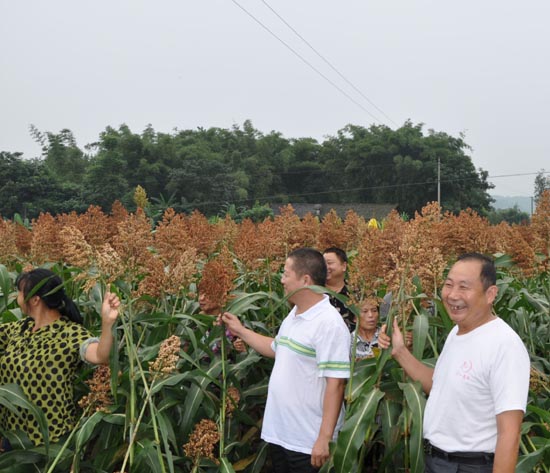 纳溪：酿酒高粱丰收在望&nbsp;农民喜上眉梢(图1)