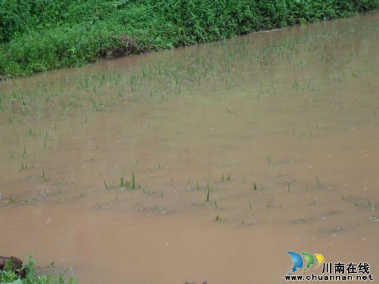 泸县立石镇7.22洪灾（组图）(图3)