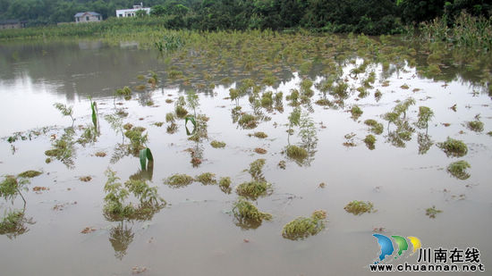 通滩镇：洪峰来袭&nbsp;高粱减产严重(图1)