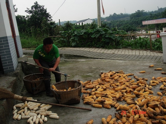 纳溪：洪灾过后，玉米亟待抢收(图1)