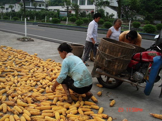 纳溪：洪灾过后，玉米亟待抢收(图3)