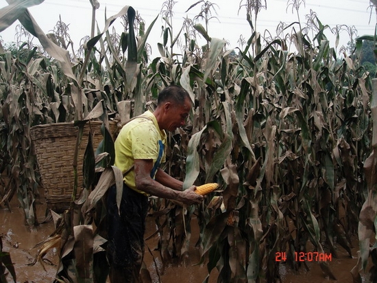 纳溪：洪灾过后，玉米亟待抢收(图2)