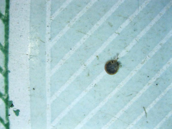 蝙蝠再次入侵自贡 粪便滋生“怪虫怪虫”咬人(图3) 蝙蝠再次入侵自贡 粪便滋生“怪虫怪虫”咬人(图3)