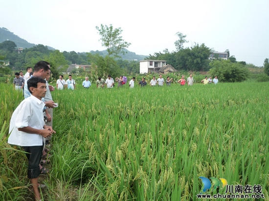 佛荫镇：召开再生稻促芽施肥现场会助粮食高产(图1)