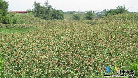 通滩镇：高粱丰收&nbsp;种植户收获忙(图1)