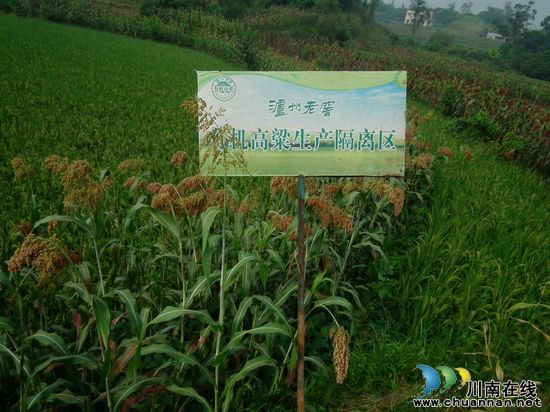 胡市镇：千亩高粱获丰收(图1)