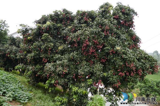 泸州:合江荔枝“甜”透荔乡(图1) 泸州:合江荔枝“甜”透荔乡(图1)