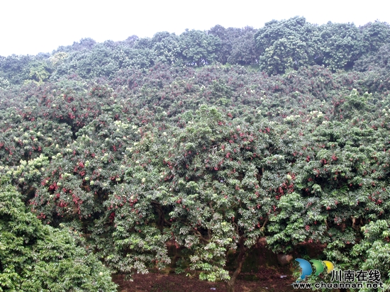 带绿荔枝:鼓起老百姓的钱袋子(图1) 带绿荔枝:鼓起老百姓的钱袋子(图1)