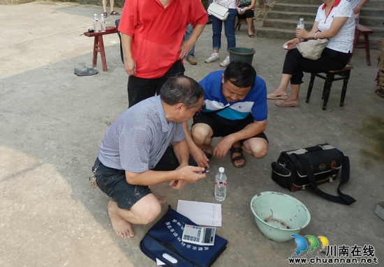 省农业厅粮油处到大桥镇检查水稻测产工作(图2) 省农业厅粮油处到大桥镇检查水稻测产工作(图2)