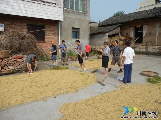 省农业厅粮油处到大桥镇检查水稻测产工作(图3) 省农业厅粮油处到大桥镇检查水稻测产工作(图3)
