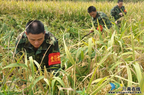 泸州纳溪：党员助收队&nbsp;乡间打谷忙(图1)