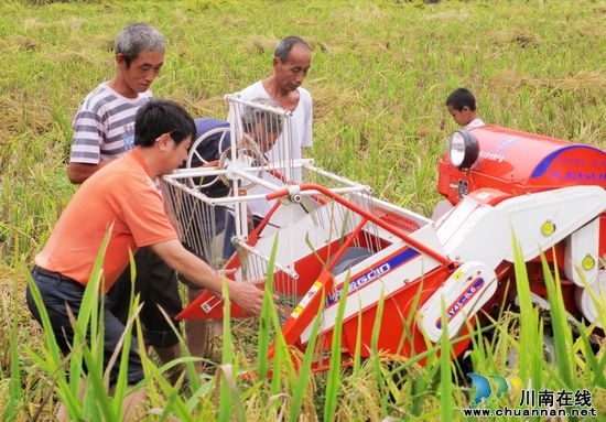 大石乡：劳力不足水稻抢收难&nbsp;农机帮忙农民笑开颜