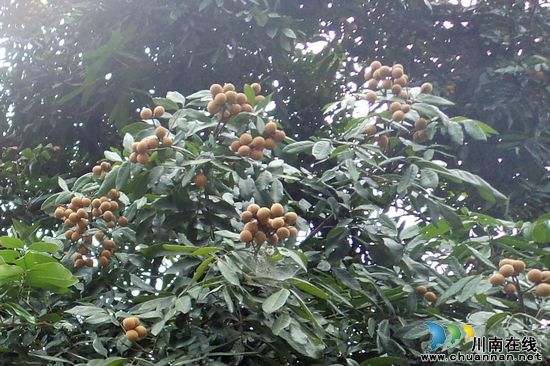 泸县:长江河畔太伏龙眼熟了(图2)