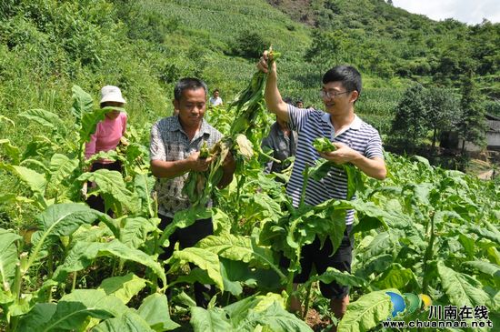 古蔺:干部帮扶,烟农的实惠(图1) 古蔺:干部帮扶,烟农的实惠(图1)