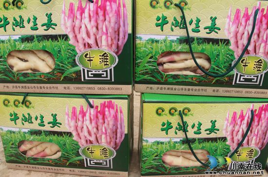 泸县牛滩镇:生姜产值突破500万元(图1) 泸县牛滩镇:生姜产值突破500万元(图1)