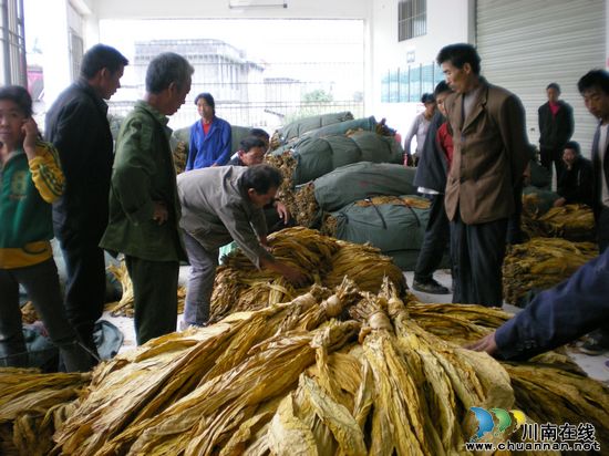 营山乡：烤烟收购工作有序进行(图1)