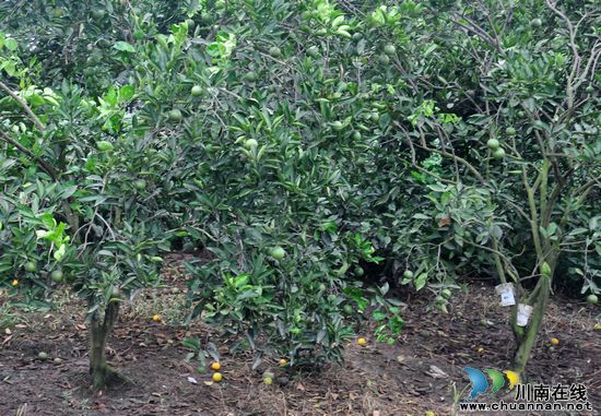 玄滩镇：科技育出致富果&nbsp;甜橙丰收在望(图1)