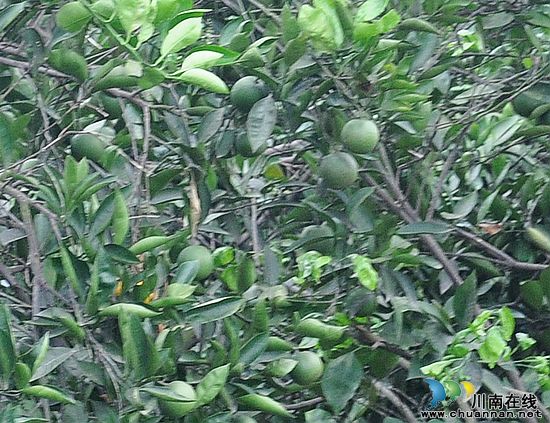 玄滩镇：科技育出致富果&nbsp;甜橙丰收在望(图2)