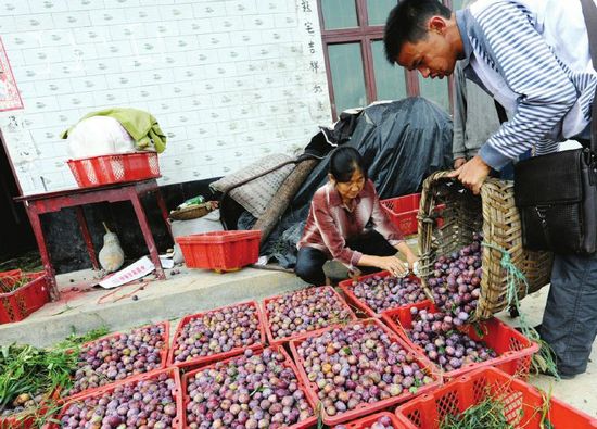 古蔺脆红李“熟”了&nbsp;(图3)