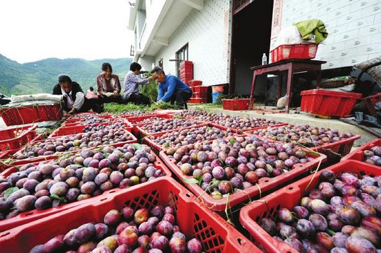 古蔺脆红李“熟”了&nbsp;(图2)