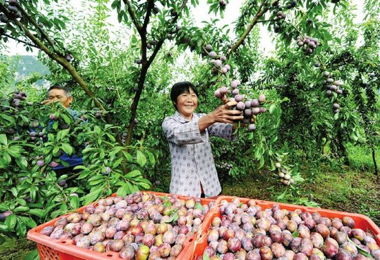 古蔺脆红李“熟”了&nbsp;(图1)