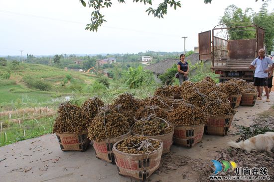 泸县潮河龙眼铺起果农致富路(图5)