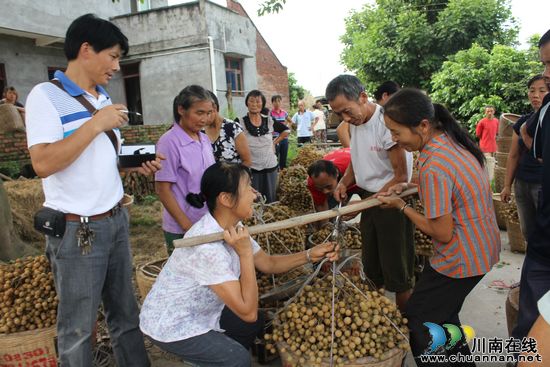 泸县潮河龙眼铺起果农致富路(图3)