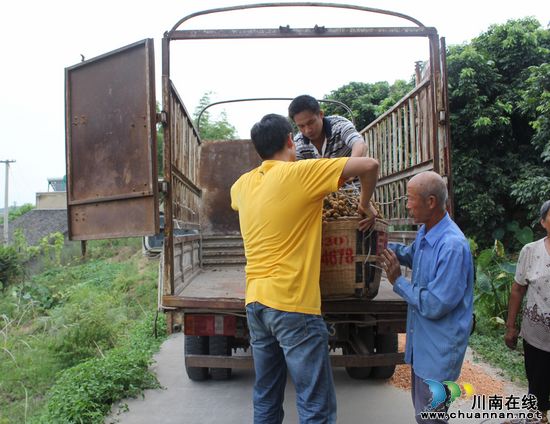 泸县潮河龙眼铺起果农致富路(图4)