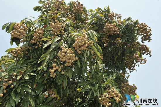 泸县潮河龙眼铺起果农致富路(图1)