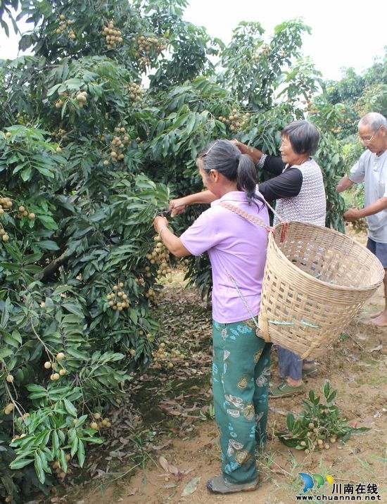 泸县潮河龙眼铺起果农致富路(图2)