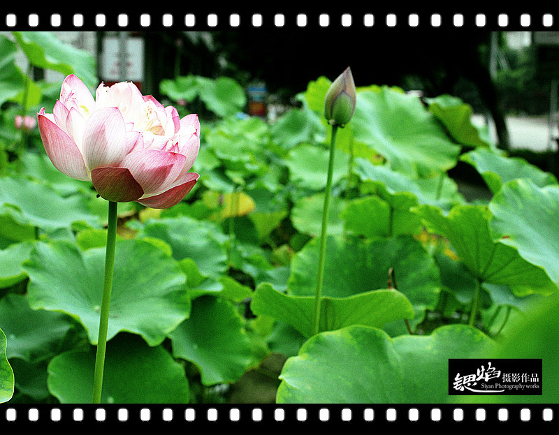 王鍶焰：荷花（摄影作品）(图7)